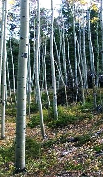 aspen stand example